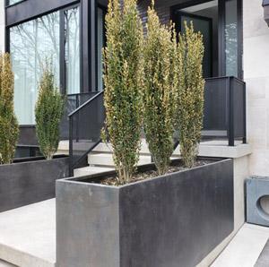 garden planters tree